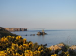 SX14256 Gorse on cliffs by Church Rock at Broad Haven beach.jpg